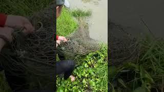 fishing for trout in river #fishing #fish #net #videoshort