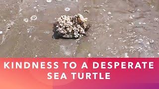 Kindness to a Desperate Sea Turtle | Oddly Satisfying to Watch