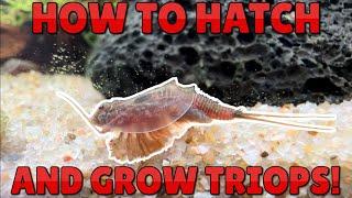 How to Hatch and Grow Triops - A Documentation from Egg to Adult