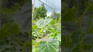 Вертикальные грядки #лайфхаки #сад #огород #lifehacks #полезныесоветы #diy #советы #idea #food