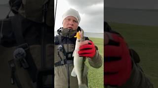 Судак на любимый силикон #fishing #судак #рыбалка