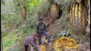 Catching honey bees to raise - the daily life of father and son