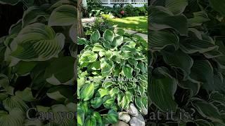 If you grow hostas, you need to see this! #hostas #fertilizer #gardeningtips #alfalfa