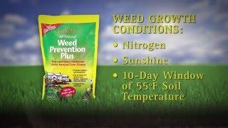 Organic Lawn Care: Weed Control