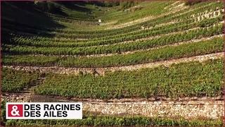 Vignes du Valais et Combe d'Enfer