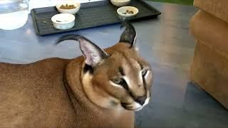 floppa meow