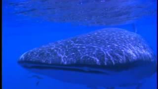 Underwater Magic 3 Whale Sharks | Storyteller Media