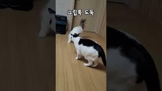 그립톡 가져가는 소심 고양이