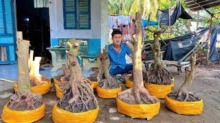 MAI VÀNG TÂM ngày 14/11/2O24 (#O346741627 TÂM ) PHÔI MAI VÀNG, MAI TỨ QUÝ -  @bonsai Can Tho