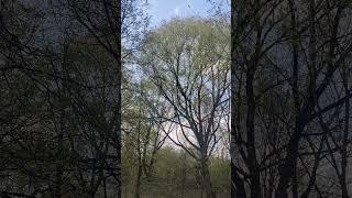 2025.04.22 Москва. Тропаревский лесопарк. Весенние голоса