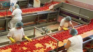 Food Industry Solutions | Vegetables - Conveyor Belts by Volta Belting