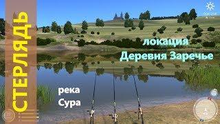 Русская рыбалка 4 - река Сура - Стерлядь