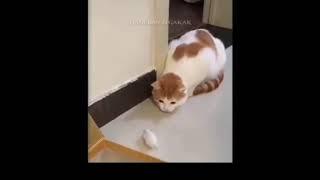 Baby Cats Funny with funny cats c65