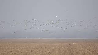 Great bustard (Otis tarda) - the flying flock