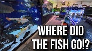 The Fish Went Missing, but Where did they Go?!