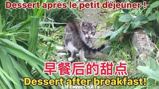 #猫妈妈的特别的爱！                                    A special dessert for kittens!