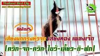 เสียงนกกรงหัวจุก เสียงทอง เพลงเจ็ด [ควิก-จก-ควิก-ไขว้-เลี้ยว-ติ-ฝก] (Thailand Bird Clip) : นายนกกรง