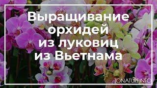 Выращивание орхидей из луковиц из Вьетнама | toNature.Info