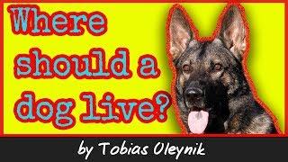 Where should the dog live - by Tobias Oleynik