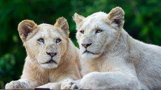 The Rare and Exotic Animals - Best National Geographic Documentary Ever