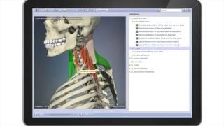Primal’s 3D Human Functional Anatomy - Bring functional anatomy to life...