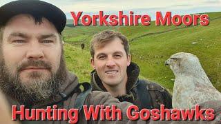 Yorkshire Moors Hunting With Ferrets And Goshawks For Rabbits and Brown Hares