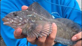 Kelp GREENLING Catch and Cook! (Trinidad, CA)