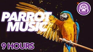 HOW TO Calm a Parrot - Magic Music for Anxious, Stressed or Lonely Birds 