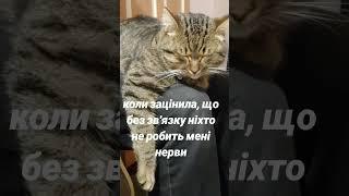 relax #youtube #українськийблогер #блогукраїнською #ukraine #влог #чемнийкіт #cat #кіт #котик