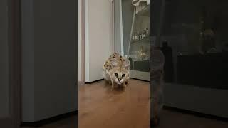 Defensive Display: Cornered Serval Hisses at Owner