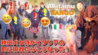 What happens when an Akita dog and a samurai walk through an Italian town