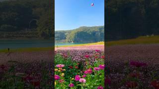 단양 도담삼봉의 또 다른 숨은 명소 #도담행복마을 #도담정원 #단양가볼만한곳 #단양여행