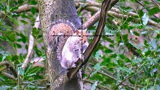 Sending Squirrels To Sleep - Targeting The Greys