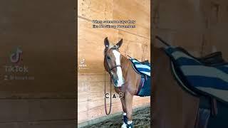 Equestrian TikToks | @lucyz.eq