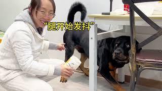 [向威和一坨往期视频回顾]每次犯了错误或者偷吃东西被抓包就发抖，你家有同款狗子吗#一坨 #pets #罗威纳 #罗威纳护卫犬 #rottweiler#向威和一坨#funny#搞笑#萌宠