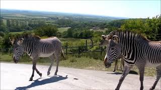 On Safari at Port Lympne Wild Animal Park