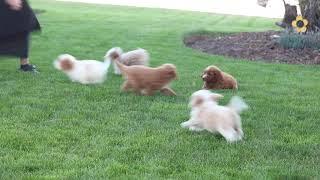 Mini Bernedoodle Puppies for Sale