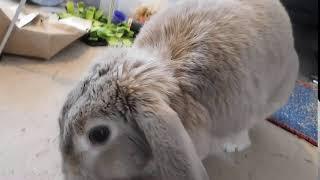 Cute Rabbit says hello to camera