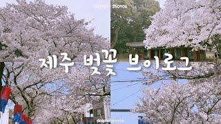 [jeju vlog]벚꽃 보러 제주도로 나홀로 2박 3일 제주 여행 (북호텔 / 삼성혈 / 별짬뽕 / 전농로 / 홉히 / 운율 / 제주 벚꽃 / 제주여행 / 혼자제주여행)