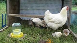 Hen with chicks and turkeys. Квочка с цыплятами и индюшатами.