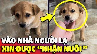 Cún con 'ĐI LẠC' vào nhà người lạ được anh chủ 'NHẬN NUÔI' và hết mực yêu thương  | Gâu Đần