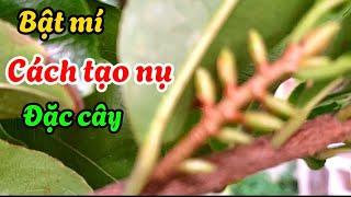 Bật mí cách tạo nụ ra đặc cành-@anhbayxunau