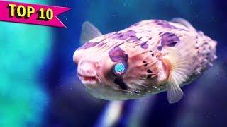 Top 10 Most Deadliest Fish in the World