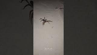 الشبث العربي أو عنكبوت الجمل (الاسم العلمي: Galeodes