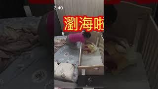 馬麻！救命救命救命！[金sir湯母]實境秀Day815寶寶成長日記！你知道養小孩會花多少錢? Kinsirmumu Reality Show Baby growth diary