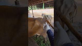 penyuntikan vitamins penambah imun tubuh sapi #sapi #animals #cow