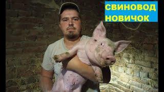 Мощные пацики! От Хряка породы Макстер 304. Поросятам 1 месяц. Свиноводство.