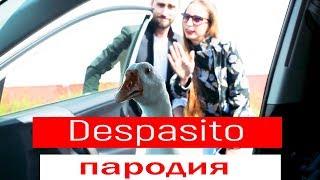 Нет, спасибо. Пародия Despacito. New!!!!!