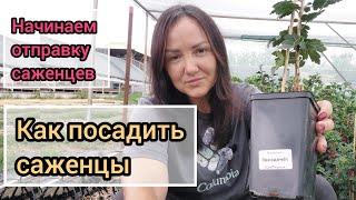 Мы начинаем отправку саженцев! Как посадить саженцы