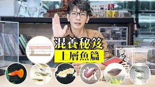 魚缸室友怎麼選? 新手養魚 混養必看秘笈【上層魚篇】